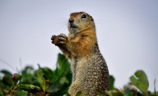 还记得咆哮鼠吗, 摄影师拍下北极地鼠瞬间, 呆萌可爱!