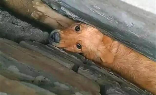 大金毛卡进墙缝里,铲屎官为救狗只能挖墙,强行学狗子拆家!