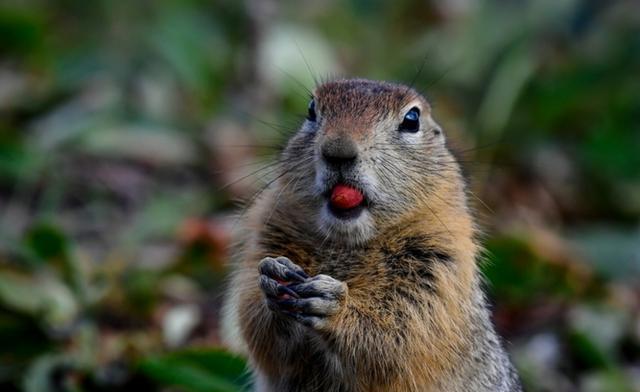 还记得咆哮鼠吗, 摄影师拍下北极地鼠瞬间, 呆萌可爱!