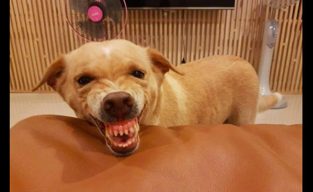 主人刚拿出零食,两只狗就开始龇牙咧嘴吓对方了,眼神里都是戏!