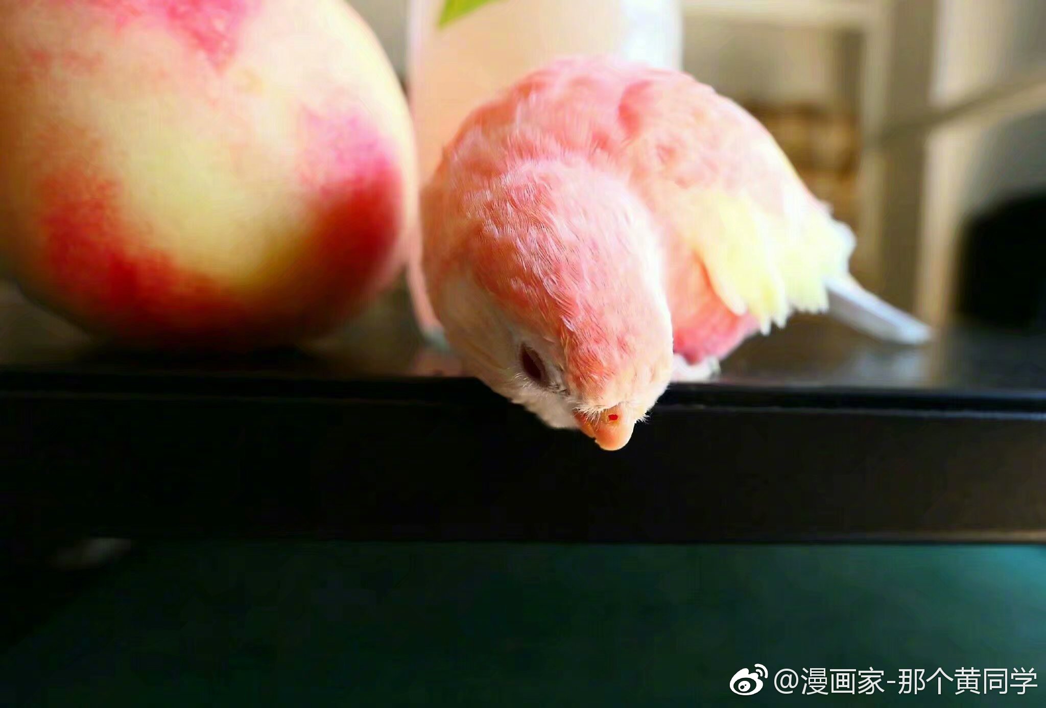 这水蜜桃成精了!好可爱 cr黎黎的金鸟笼
