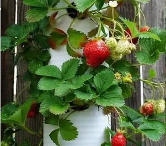 用竖立的水管种出来一大片草莓园废弃的水管别丢了