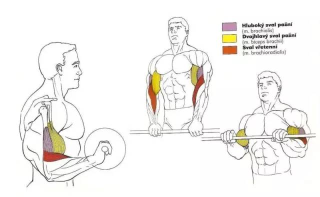 杠铃|杠铃卧推|斜板_新浪新闻