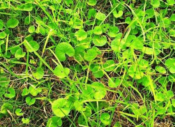 农民喂猪的这些草,其实是中药材,网友:猪难怪长得好不生病