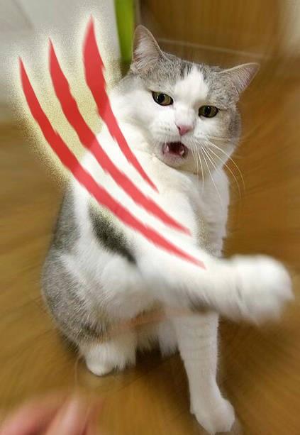 额.猫咪os:谁让你偷看老子的,一巴掌挠死你.