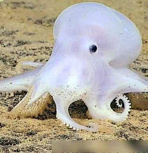 精灵鱼现身世界最深海沟仍有未知生物