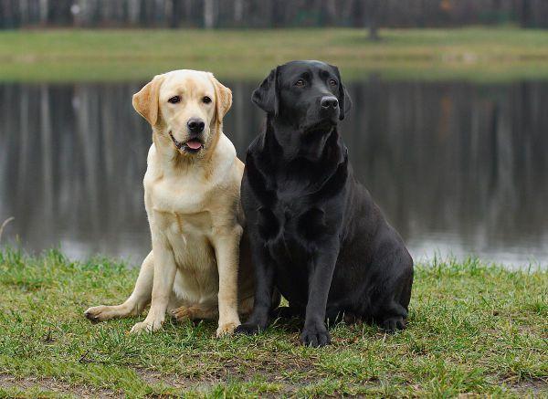 地球上10大最聪明的狗拉布拉多第三边牧第二你养了哪种