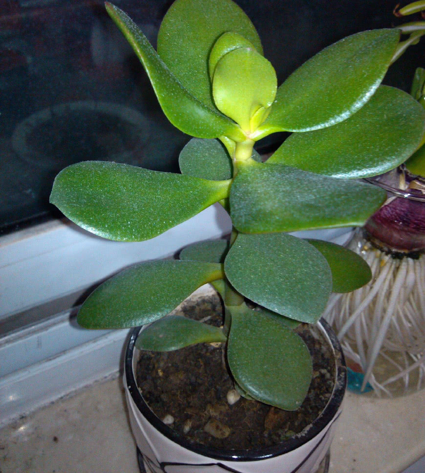 养玉树用一个小窍门一片叶子种一棵枝肥叶厚开花又爆盆