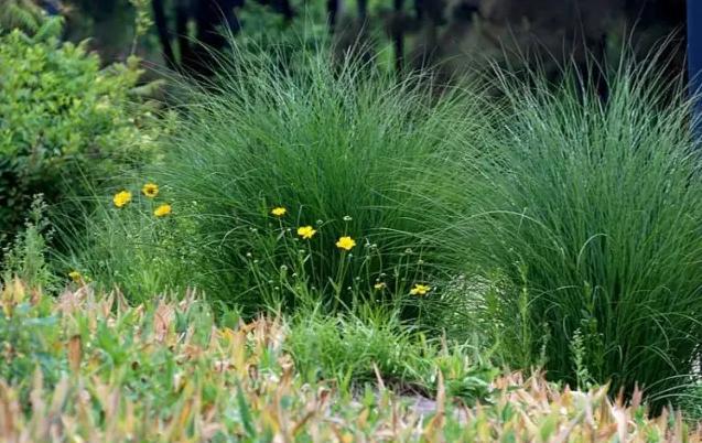 这个金秋野草非同凡响