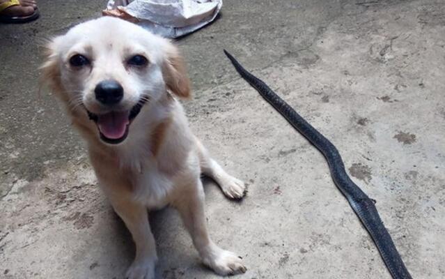 狗狗为保护主人与毒蛇搏斗,取得胜利后满脸笑容,却成了最后留影