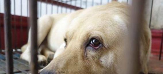 狗肉市场的狗狗们, 绝望的眼神让人心塞, 没有买卖就没有伤害