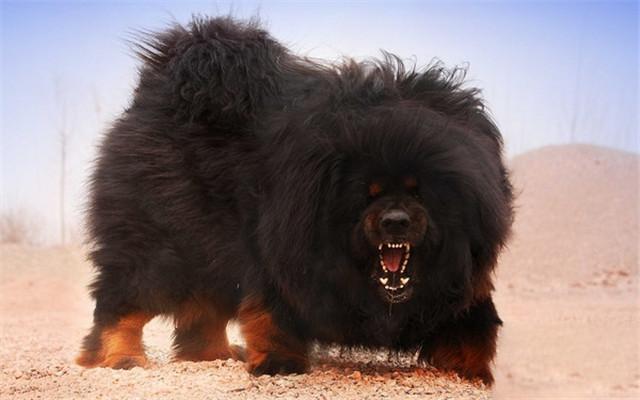 亚洲狼的体型不是特别大,体型是亚洲狼和北美灰狼的很大的一个差别