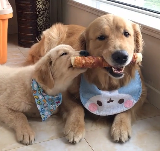 小金毛去抢狗爸的食物被凶受伤的小表情让人心疼哪像是亲生的