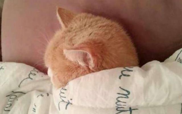 主人叫猫咪起床,猫咪别着头咧着嘴,转身又盖上被子呼呼大睡!