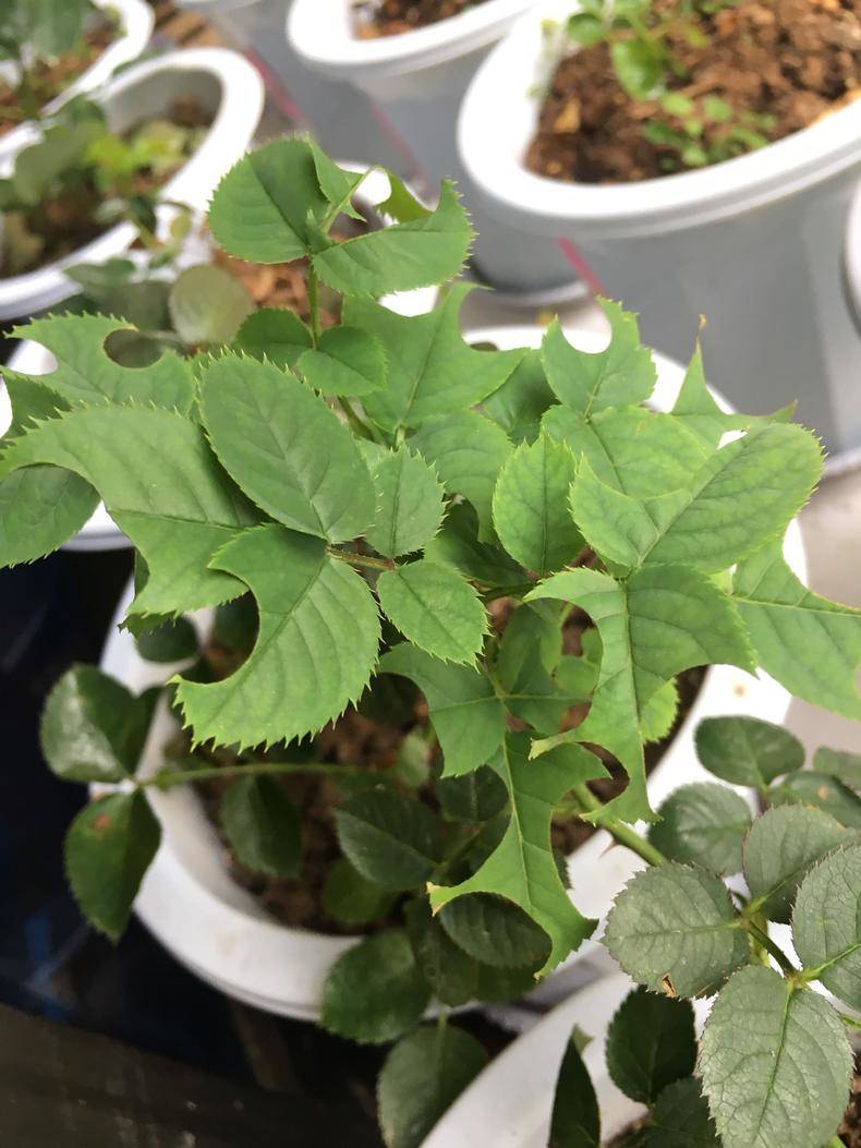 这月季切蜂每天辛勤的工作就是切叶子