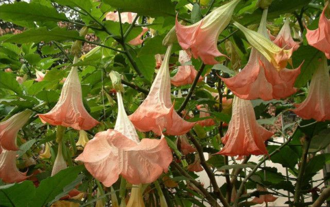 曼陀罗其实也是有着其独特的药性的,在古代,曼陀罗已经被人们做成麻醉