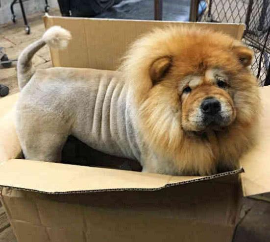 带松狮剪个毛,没想隔天警察上门了,看后忙道歉:打扰了!