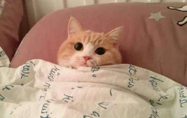 主人叫猫咪起床,猫咪别着头咧着嘴,转身又盖上被子呼呼大睡!