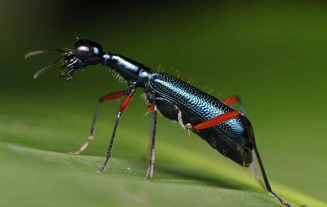 虎甲|猎豹|甲虫_新浪网