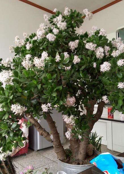 养玉树用一个小窍门一片叶子种一棵枝肥叶厚开花又爆盆