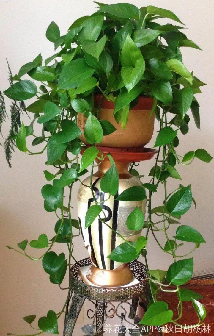 怎样养绿萝才能又绿(怎样养绿萝才能又绿又绿)