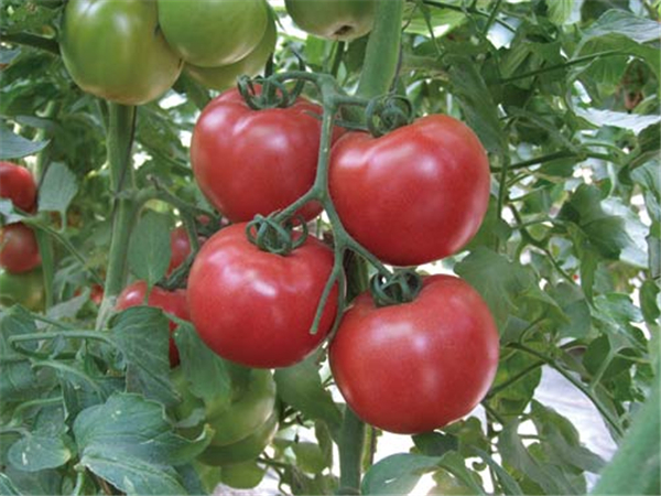 番茄叶霉病不侵染果实,主要侵染番茄叶片.