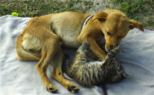 不过,也有人家同时养猫养狗出问题的,他们家的这两只小可爱,天天打架