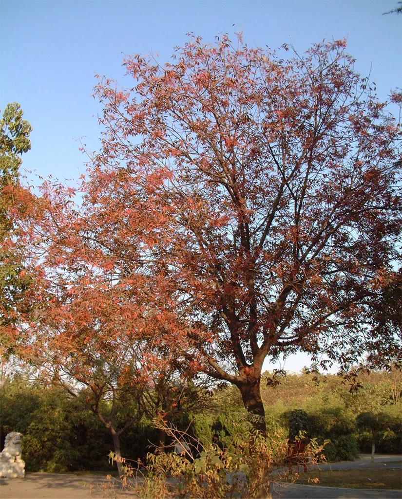 这是一棵有故事的树,更因孔子而闻名
