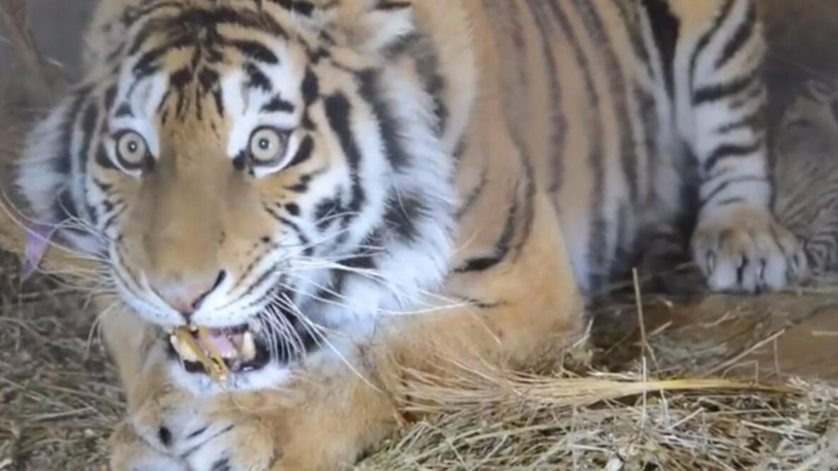 当妈妈的母虎性情大变,龇牙咧嘴不让人靠近!