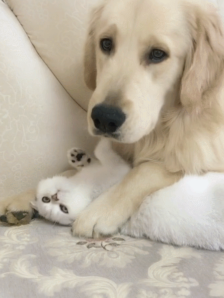 451_601竖版 竖屏gif 动态图 动图