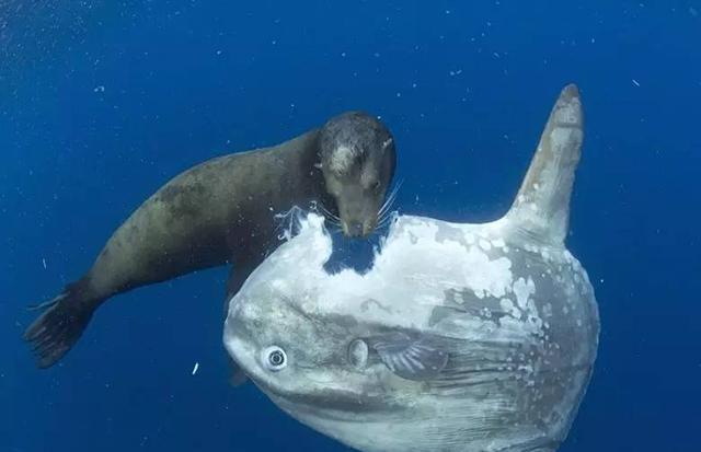 纵观翻车鱼悲惨的一生, 中国人只想问到底能不能吃?