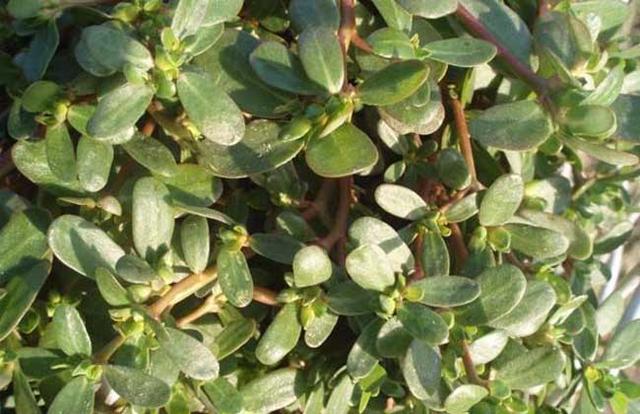 马齿苋能治疗白发吗治白发最有效的偏方