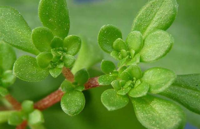 马齿苋能治疗白发吗治白发最有效的偏方