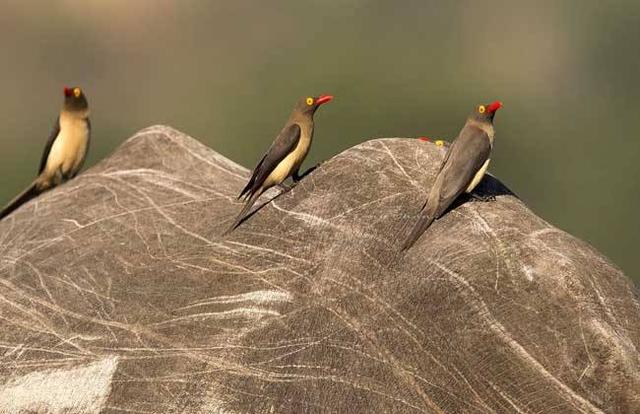 导蜜鸟为什么乐意为人类指示蜂巢呢?其实这种行为并不是无偿的!