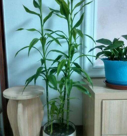 水养富贵竹怎么养才长得好