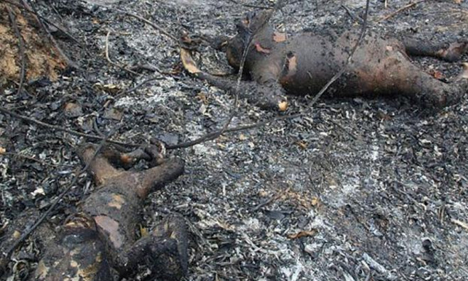 森林突发超大火灾,火扑灭后看到这幕,所有人都沉默不语!