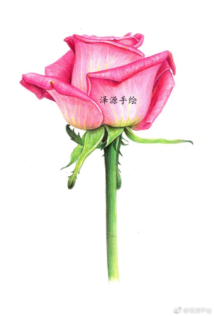 基础篇-玫红月季一朵,泽源彩铅手绘向您推荐了一节人气好课, ! .