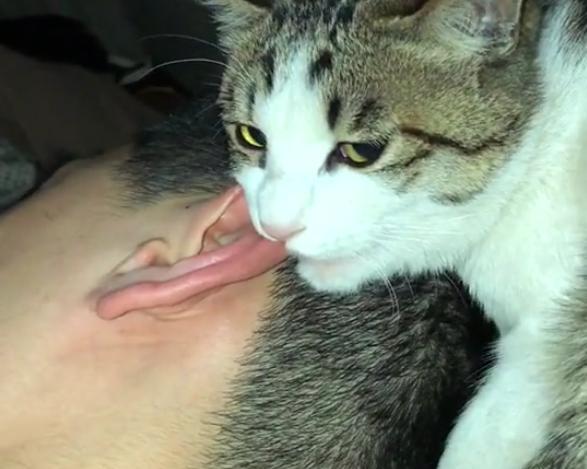 于是,愤怒的猫咪直接对着主人的耳朵就咬了下去!