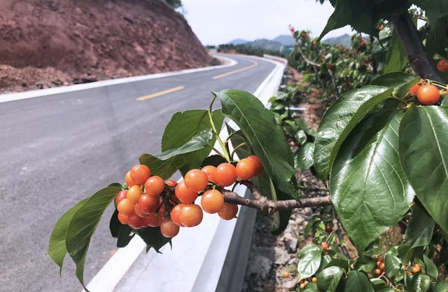 成都周边这个地方樱桃进入采摘期,只有半个月千万别错过