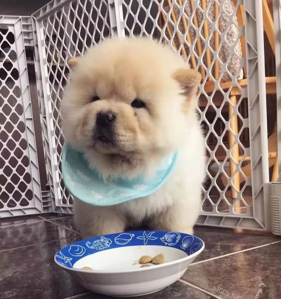 小松狮到家后吃货本质暴露,每天都是吧唧嘴没停过