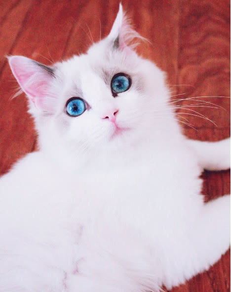 大家都知道,布偶猫做为世界上最漂亮的猫咪之一,素有"仙女猫"的称号