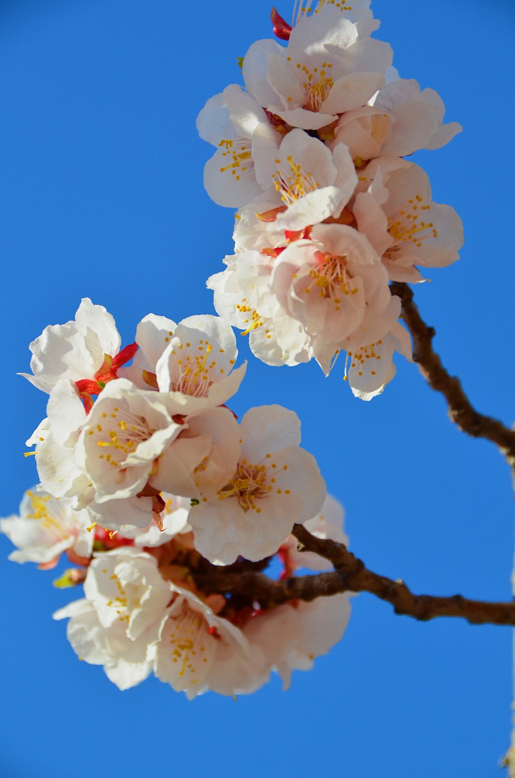 春天就是这样花枝招展,这里的杏梅花开了