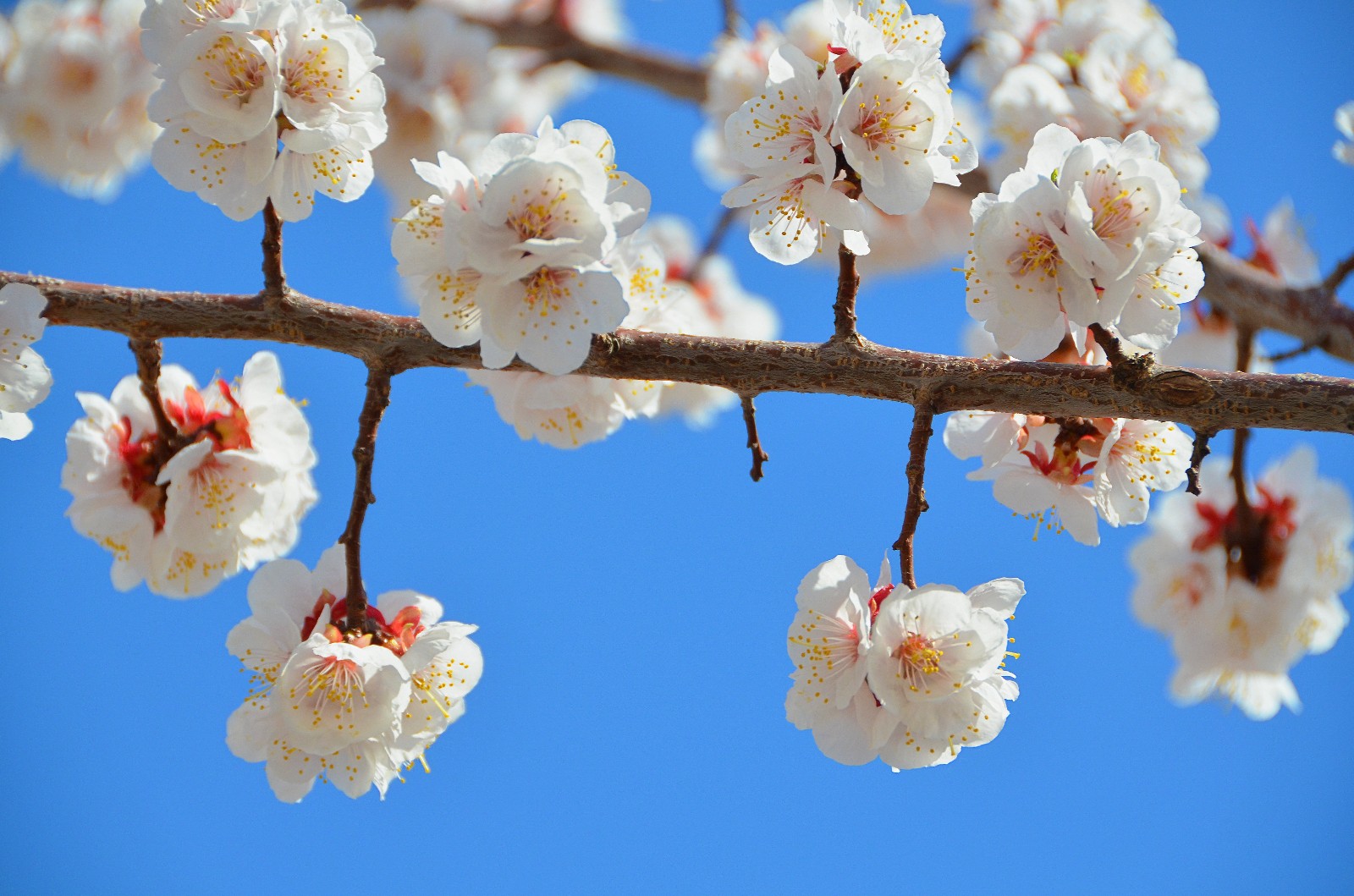 春天就是这样花枝招展,这里的杏梅花开了