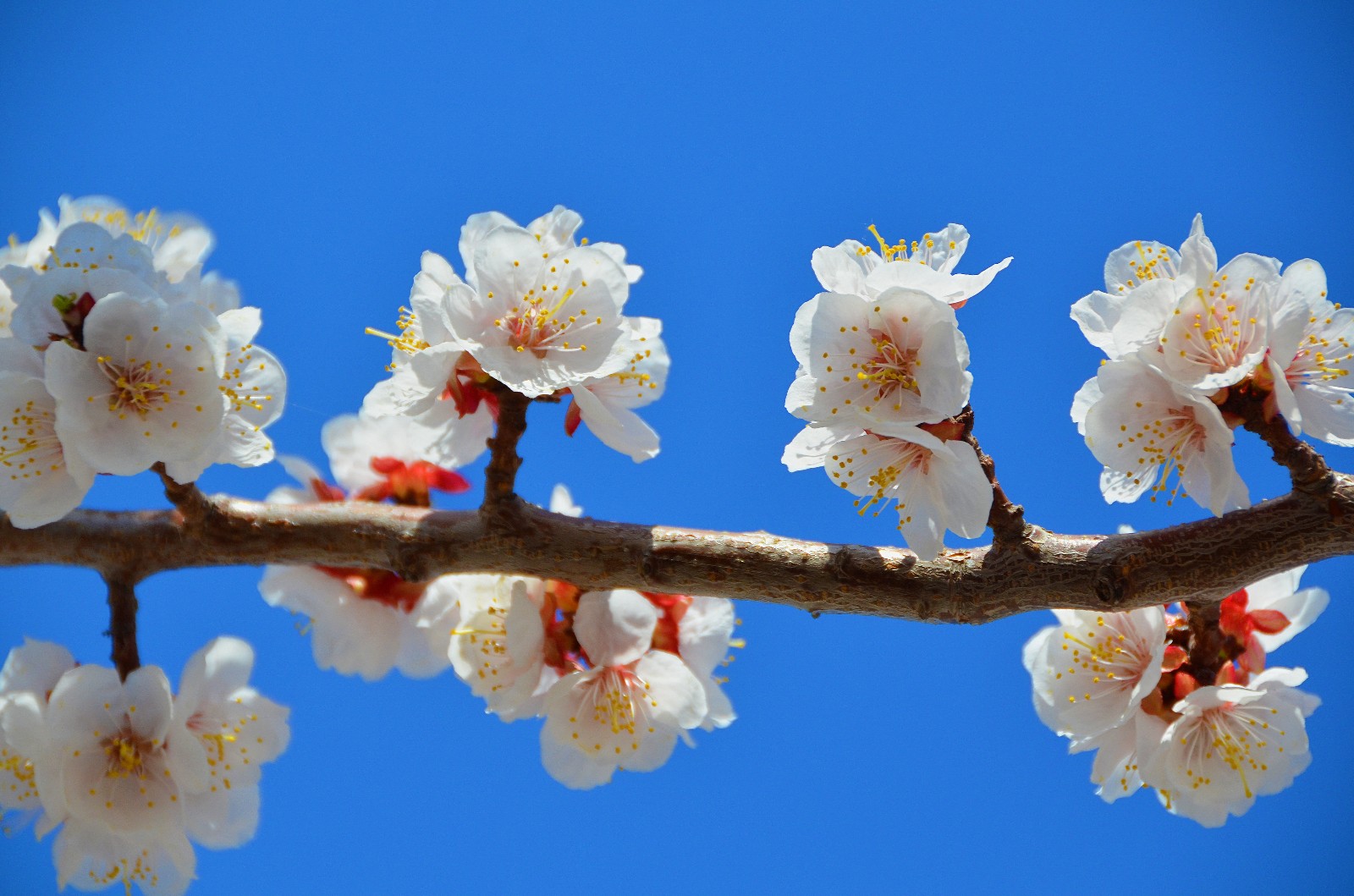春天就是这样花枝招展,这里的杏梅花开了