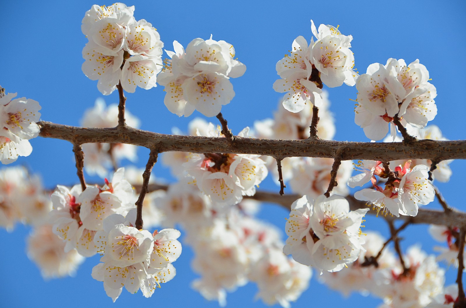 春天就是这样花枝招展,这里的杏梅花开了