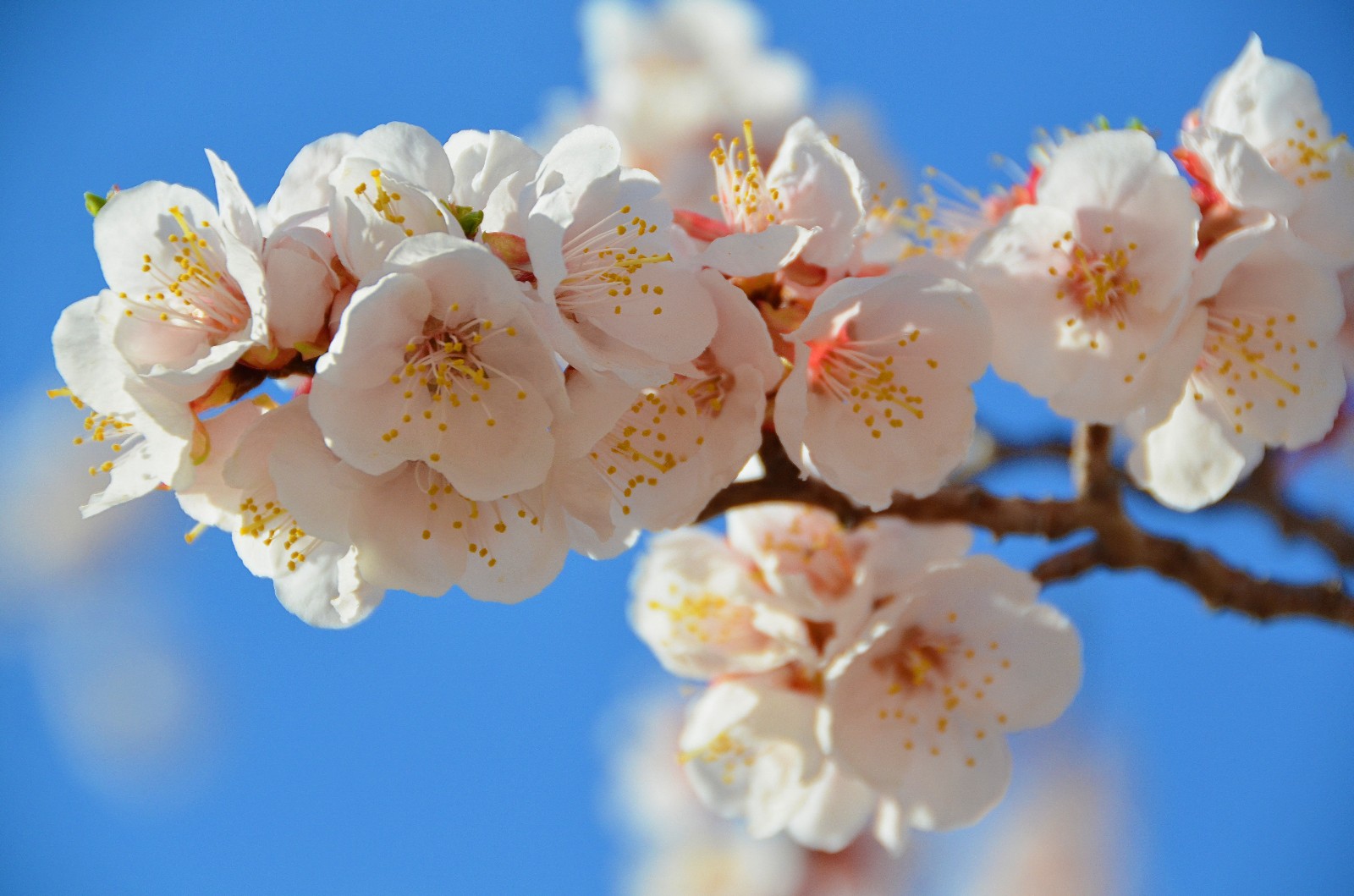春天就是这样花枝招展,这里的杏梅花开了