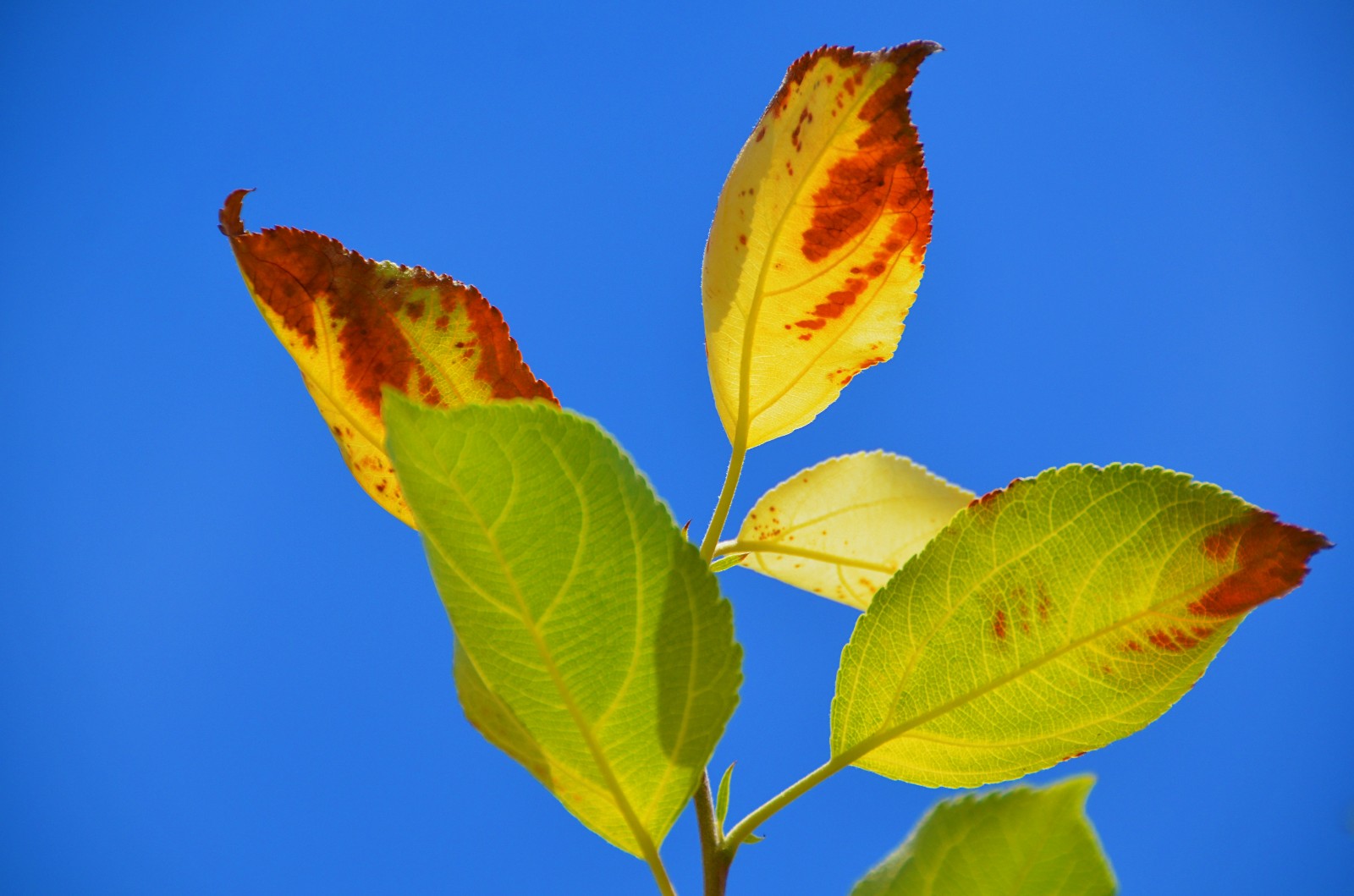 柴米油盐有禅意一花一叶即菩提晒伤的沙果树叶子原创摄影