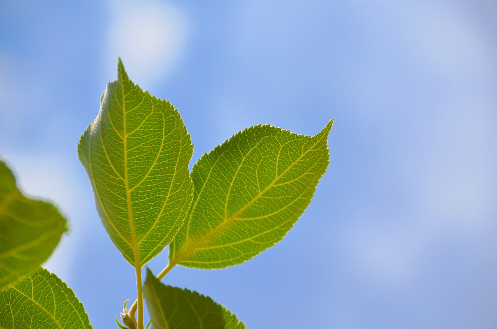 柴米油盐有禅意一花一叶即菩提晒伤的沙果树叶子原创摄影