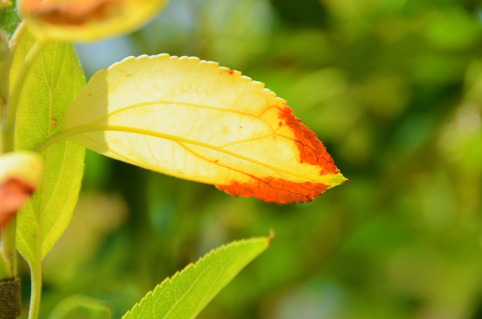 柴米油盐有禅意一花一叶即菩提晒伤的沙果树叶子原创摄影