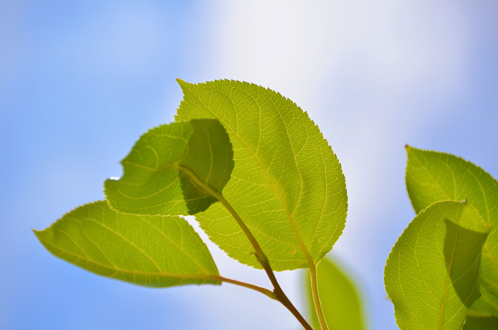 柴米油盐有禅意一花一叶即菩提晒伤的沙果树叶子原创摄影